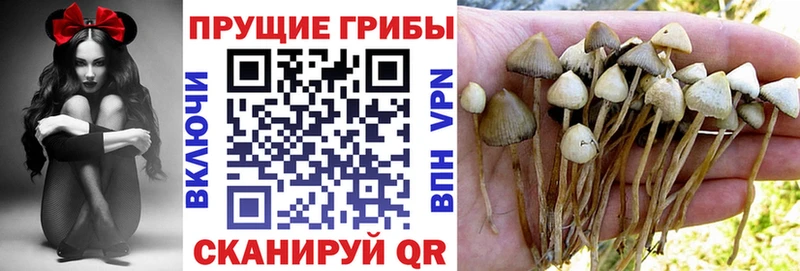 Псилоцибиновые грибы Psilocybine cubensis Суворов